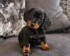 Dachshund (Miniature Smooth Haired)