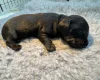 Dachshund (Miniature Smooth Haired)