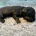 Dachshund (Miniature Smooth Haired)