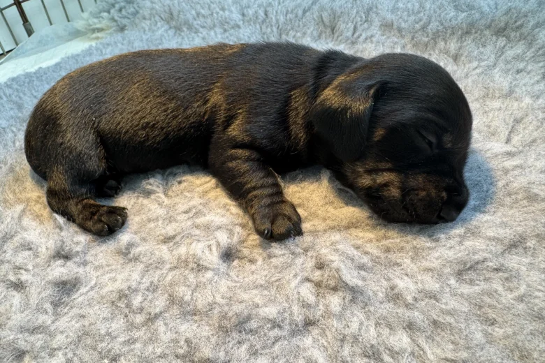 Dachshund (Miniature Smooth Haired)