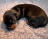 Dachshund (Miniature Smooth Haired)