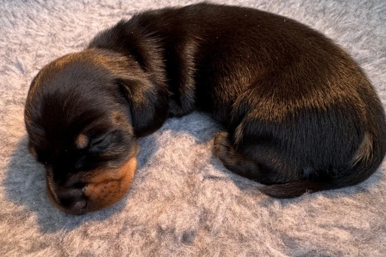 Dachshund (Miniature Smooth Haired)