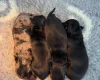 Dachshund (Miniature Smooth Haired)