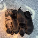 Dachshund (Miniature Smooth Haired)