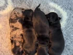 Dachshund (Miniature Smooth Haired)