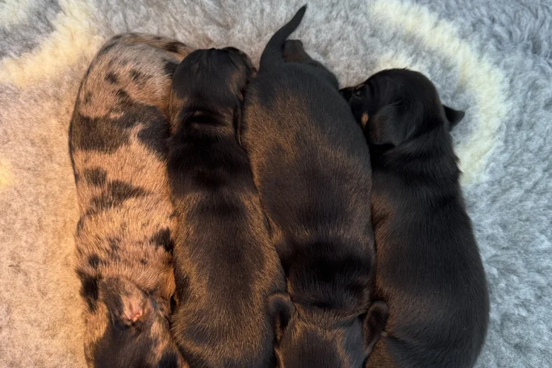 Dachshund (Miniature Smooth Haired)