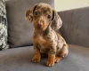 Dachshund (Miniature Smooth Haired)