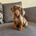 Dachshund (Miniature Smooth Haired)