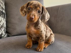 Dachshund (Miniature Smooth Haired)