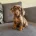 Dachshund (Miniature Smooth Haired)