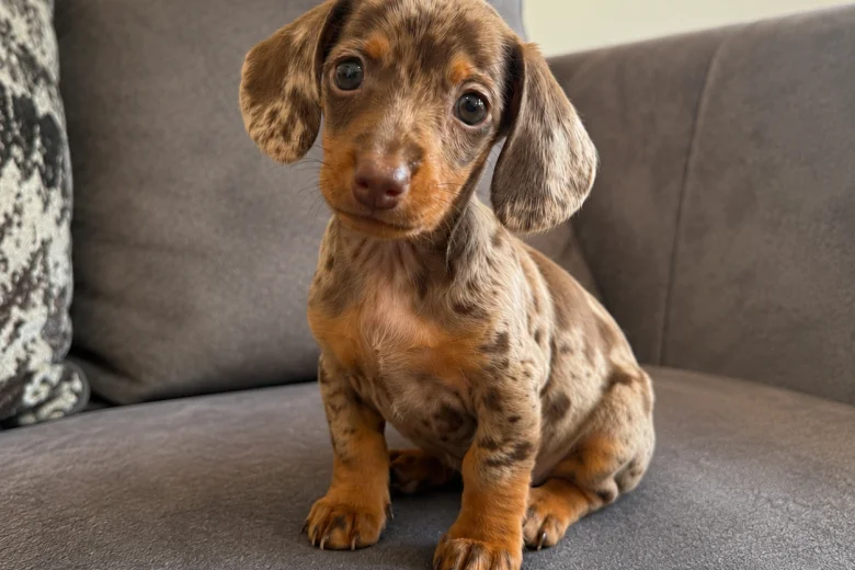 Dachshund (Miniature Smooth Haired)