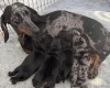 Dachshund (Miniature Smooth Haired)