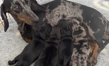 Dachshund (Miniature Smooth Haired)