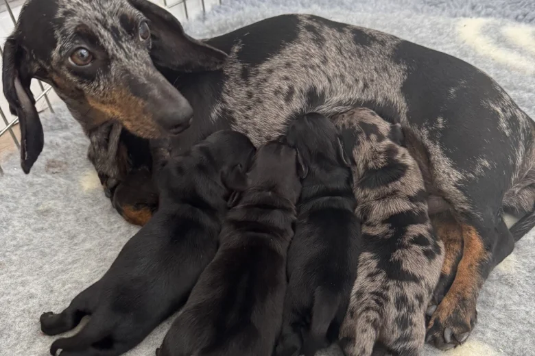Dachshund (Miniature Smooth Haired)