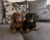 Dachshund (Miniature Smooth Haired)