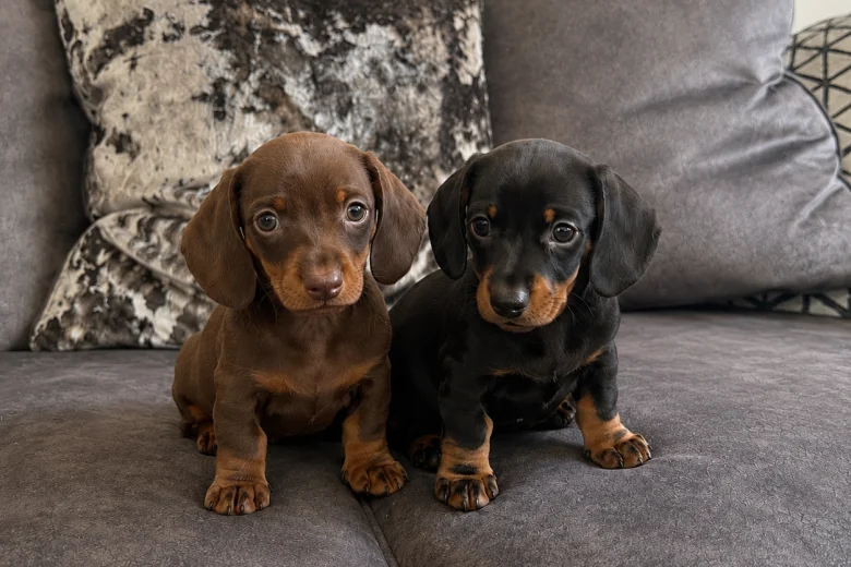 Dachshund (Miniature Smooth Haired)