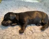 Dachshund (Miniature Smooth Haired)