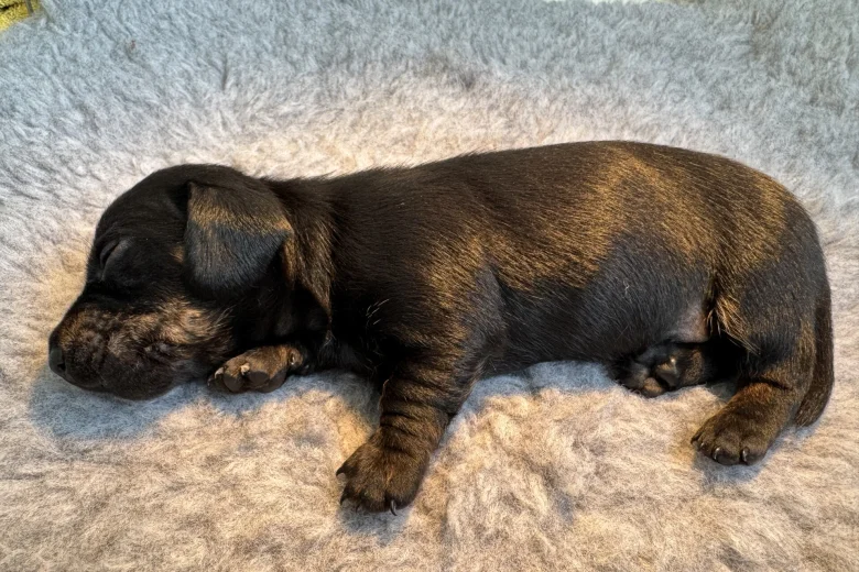 Dachshund (Miniature Smooth Haired)