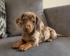 Dachshund (Miniature Smooth Haired)
