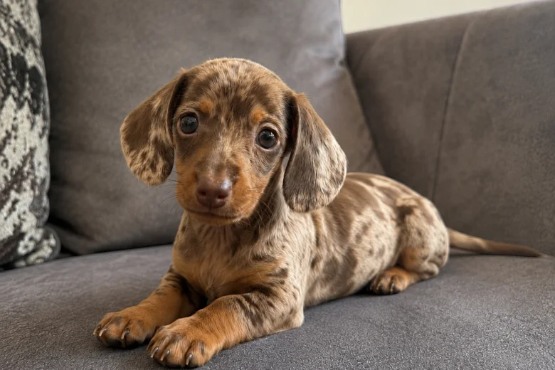Dachshund (Miniature Smooth Haired)