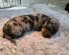 Dachshund (Miniature Smooth Haired)