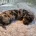 Dachshund (Miniature Smooth Haired)