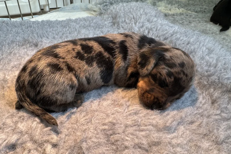 Dachshund (Miniature Smooth Haired)