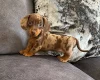 Dachshund (Miniature Smooth Haired)