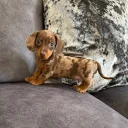 Dachshund (Miniature Smooth Haired)