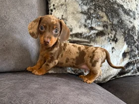Dachshund (Miniature Smooth Haired)