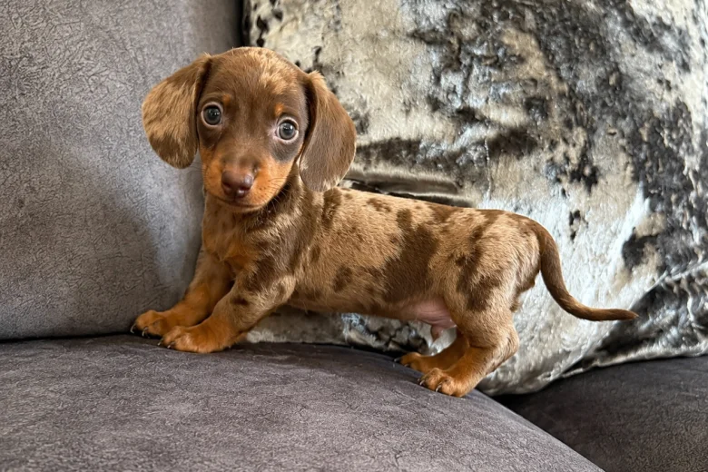 Dachshund (Miniature Smooth Haired)