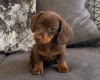 Dachshund (Miniature Smooth Haired)