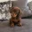 Dachshund (Miniature Smooth Haired)