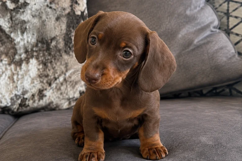 Dachshund (Miniature Smooth Haired)