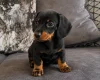Dachshund (Miniature Smooth Haired)