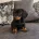 Dachshund (Miniature Smooth Haired)