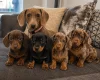 Dachshund (Miniature Smooth Haired)