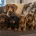 Dachshund (Miniature Smooth Haired)