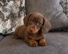 Dachshund (Miniature Smooth Haired)