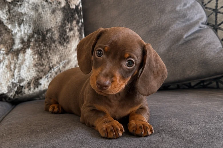 Dachshund (Miniature Smooth Haired)
