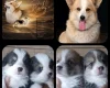 Welsh Corgi Pembroke