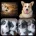 Welsh Corgi Pembroke