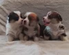 Welsh Corgi Pembroke