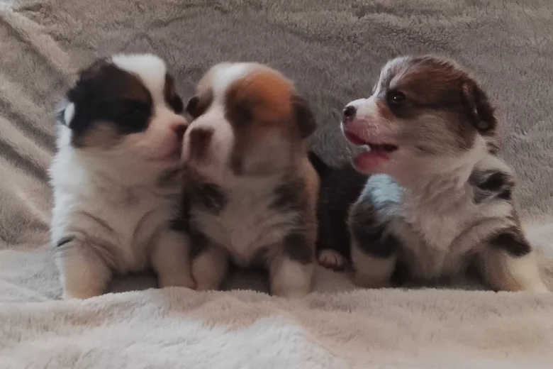 Welsh Corgi Pembroke