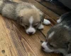 Welsh Corgi Pembroke
