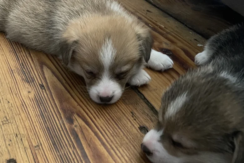 Welsh Corgi Pembroke