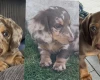 Dachshund (Miniature Smooth Haired)