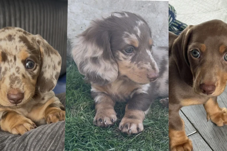 Dachshund (Miniature Smooth Haired)