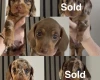 Dachshund (Miniature Smooth Haired)