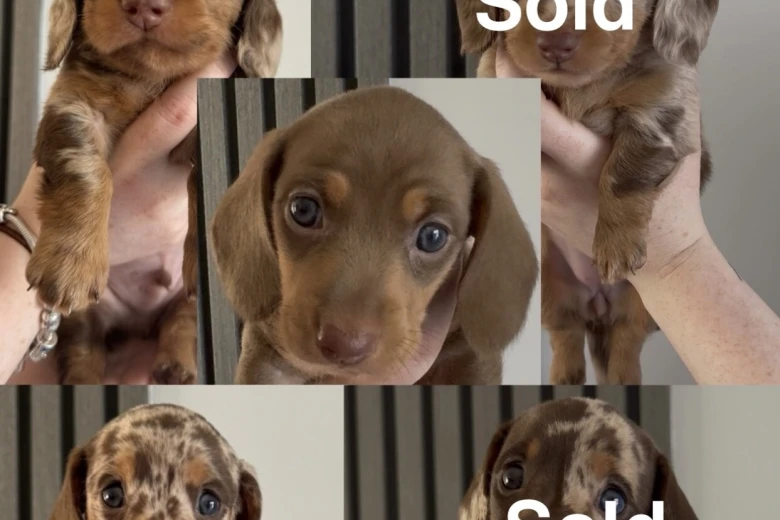 Dachshund (Miniature Smooth Haired)
